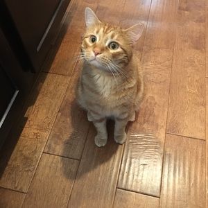 Meet your Posher, Brandi